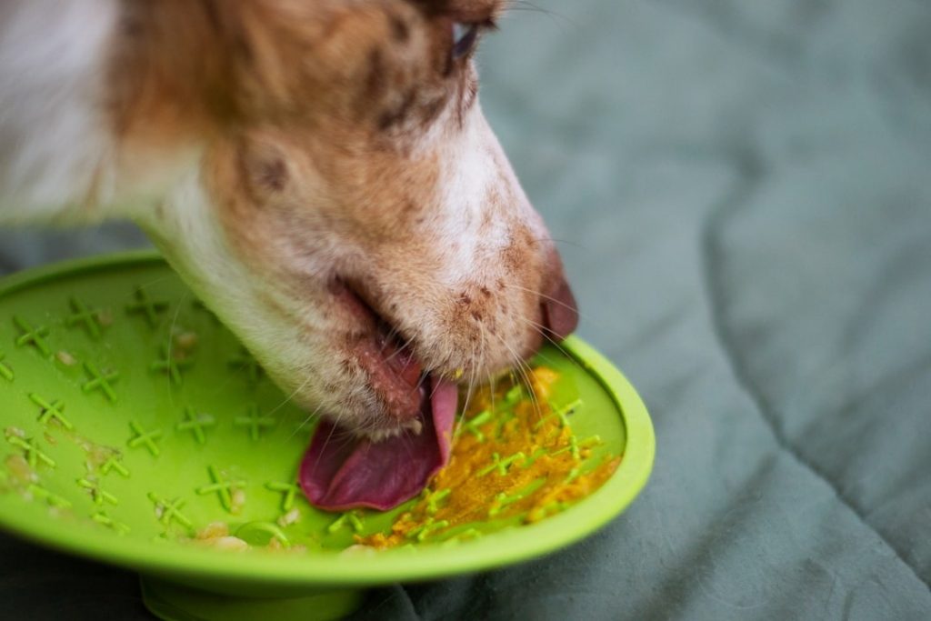 What Is the Healthiest Dog Food for Senior Dogs?