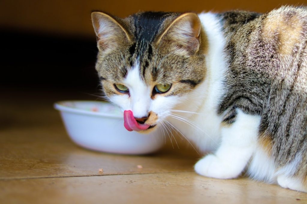 What Nutritional Supplements Should Senior Cats Take?