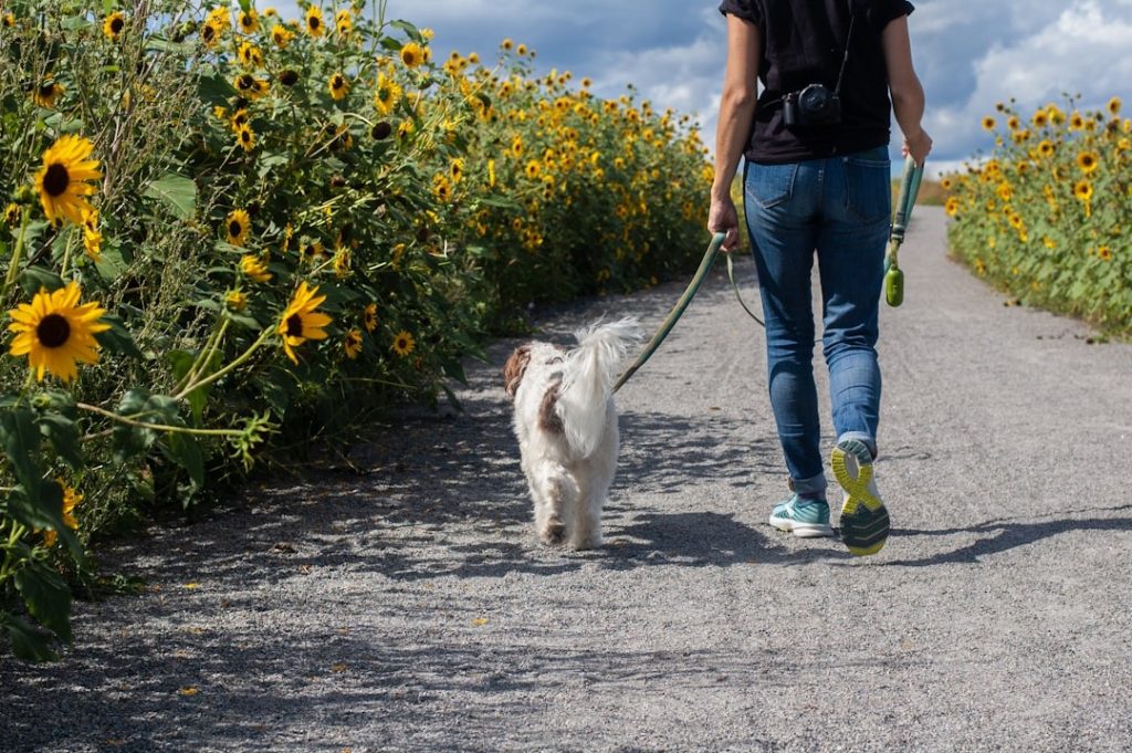 How Mobility Aids Improve Life for Aging Pets