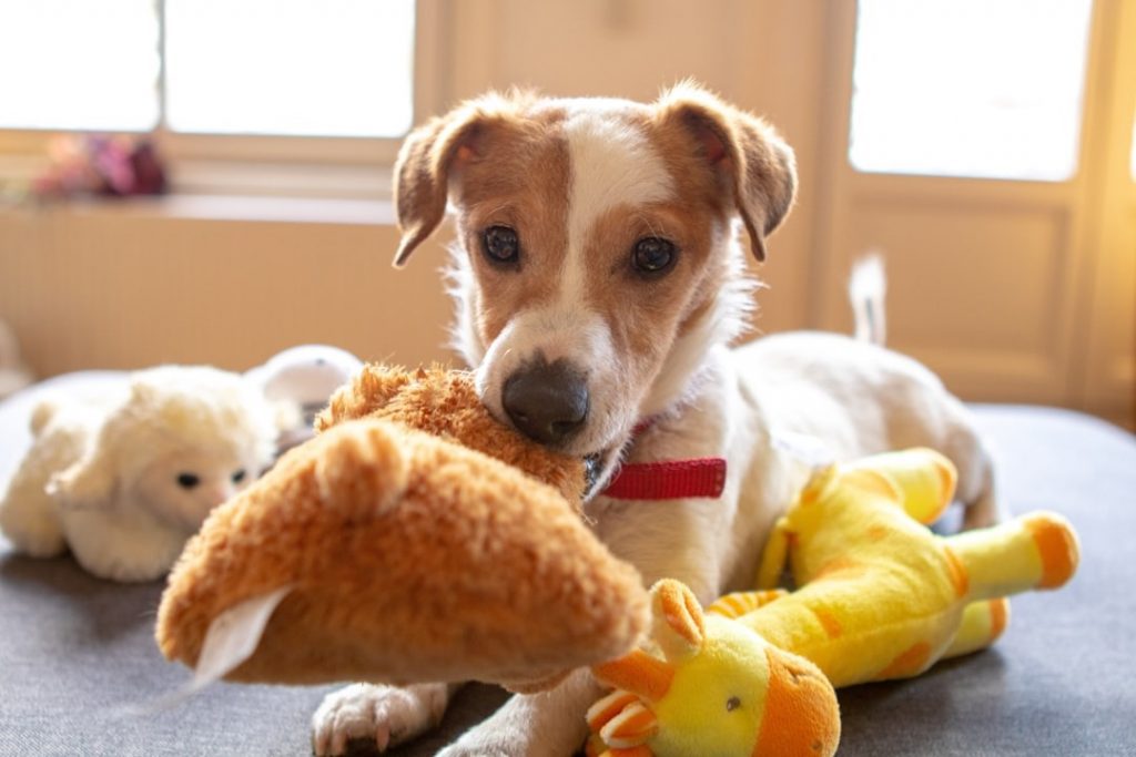 A dog playing with a toy