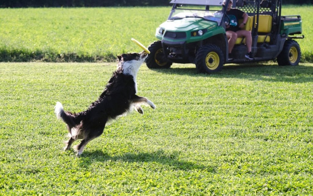 A dog playing with a toy