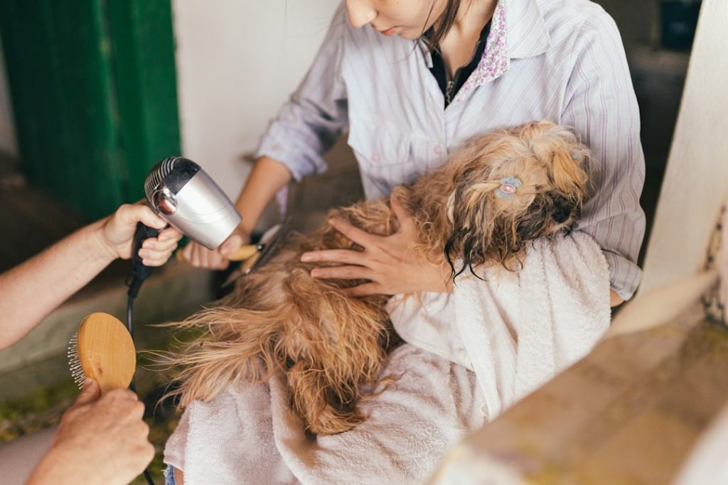 10 Best Daily care routines for senior pets