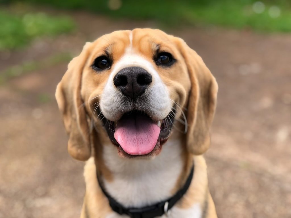 Why Preventive Testing is Crucial for Senior Pets