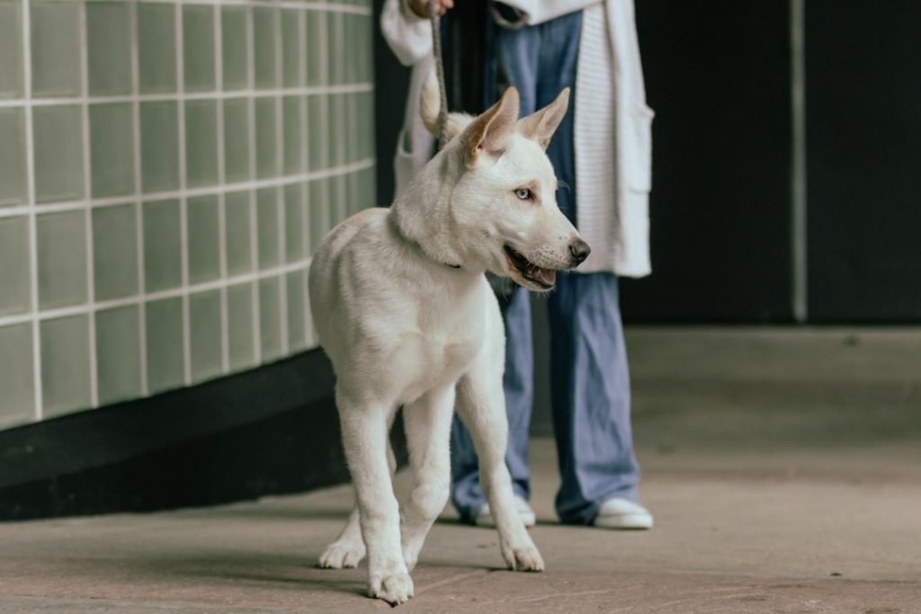 An Oncologist with a dog