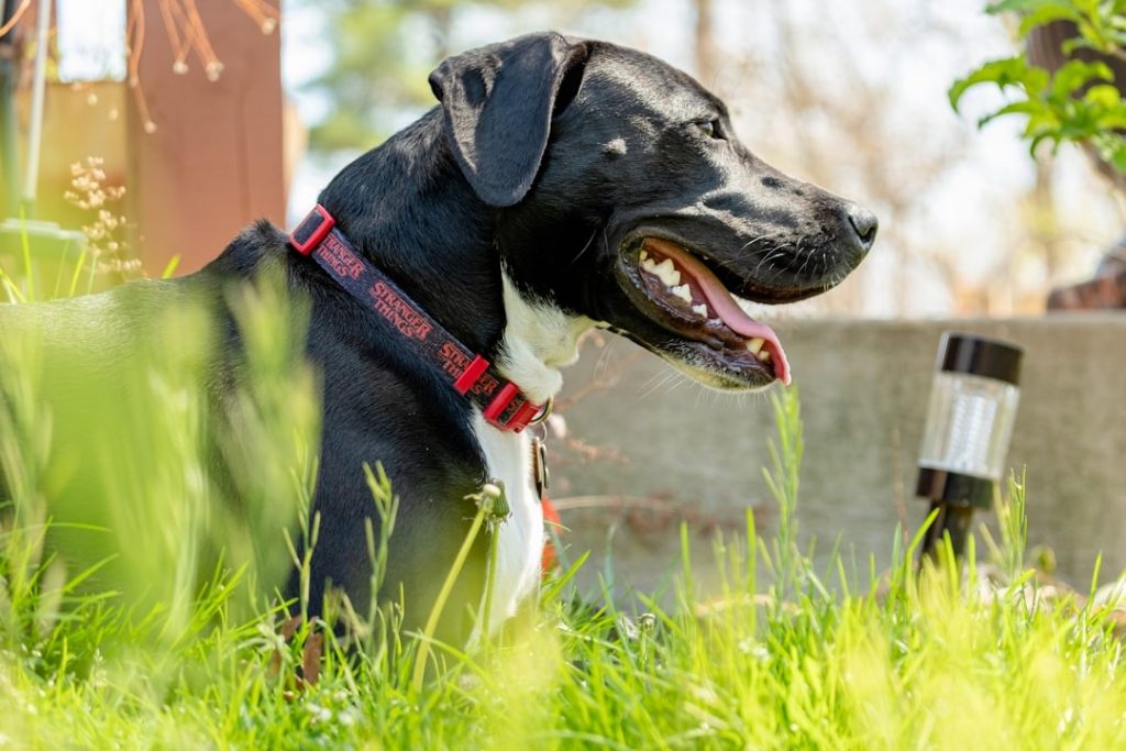 Why Is My Dog Breathing Heavy While Resting?