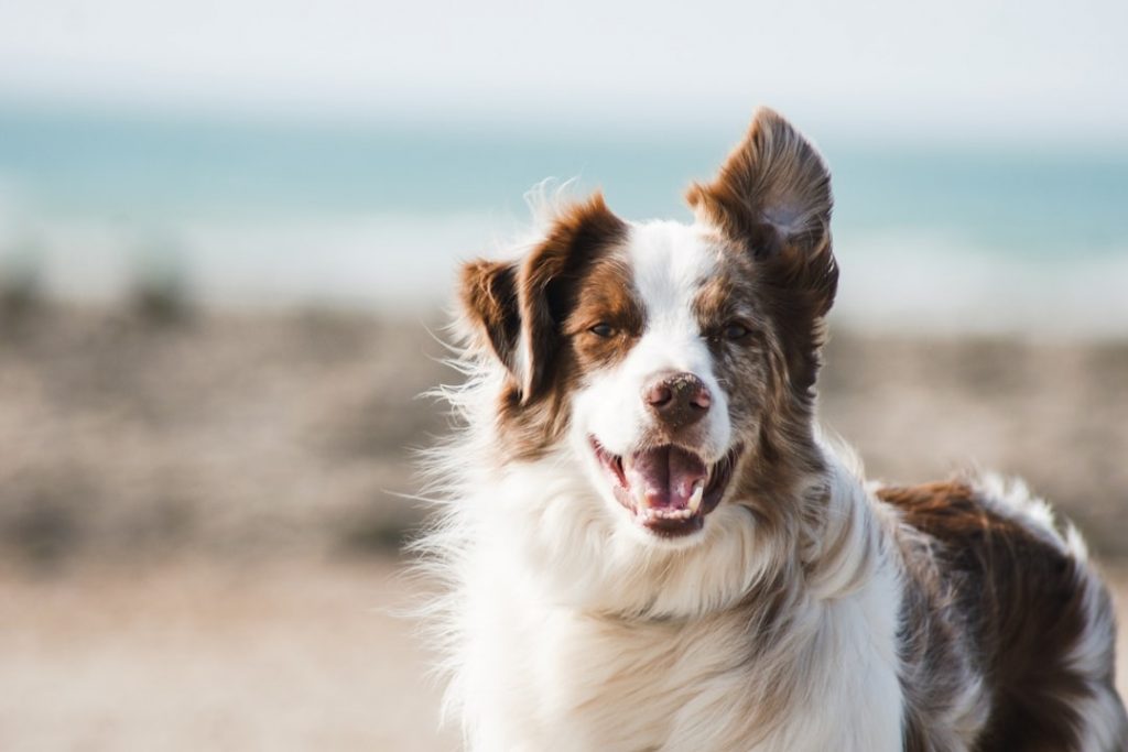 How to Help a Senior Dog with Stiff Joints Naturally