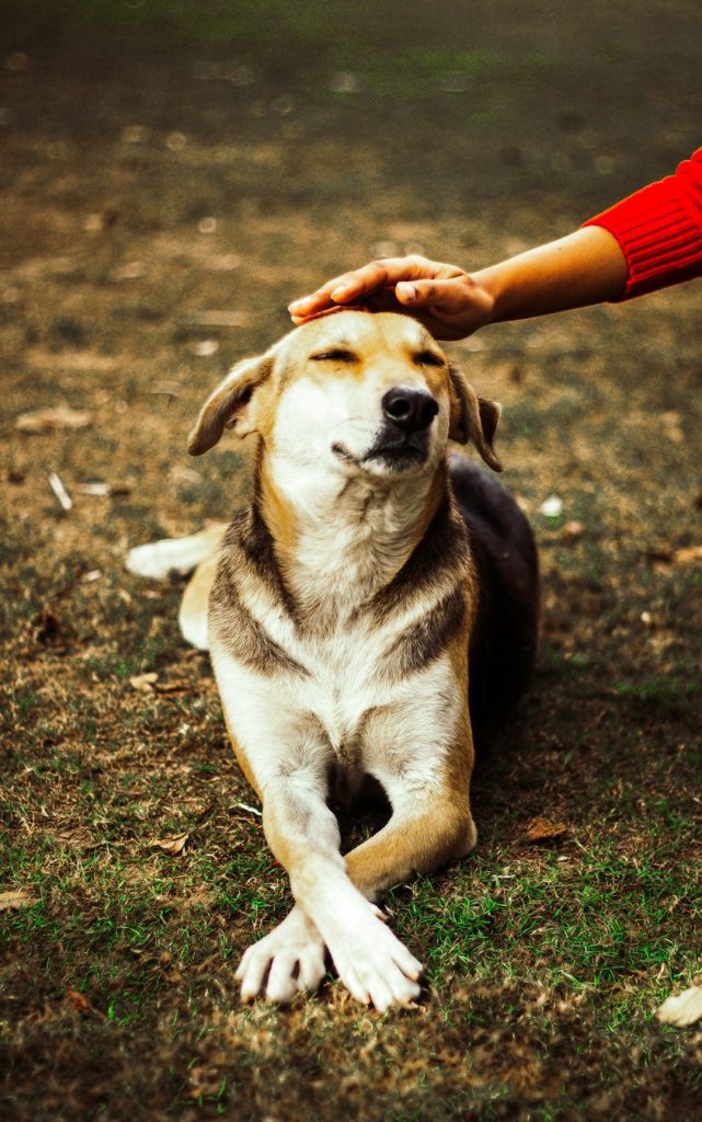 How to Help a Senior Dog with Stiff Joints Naturally