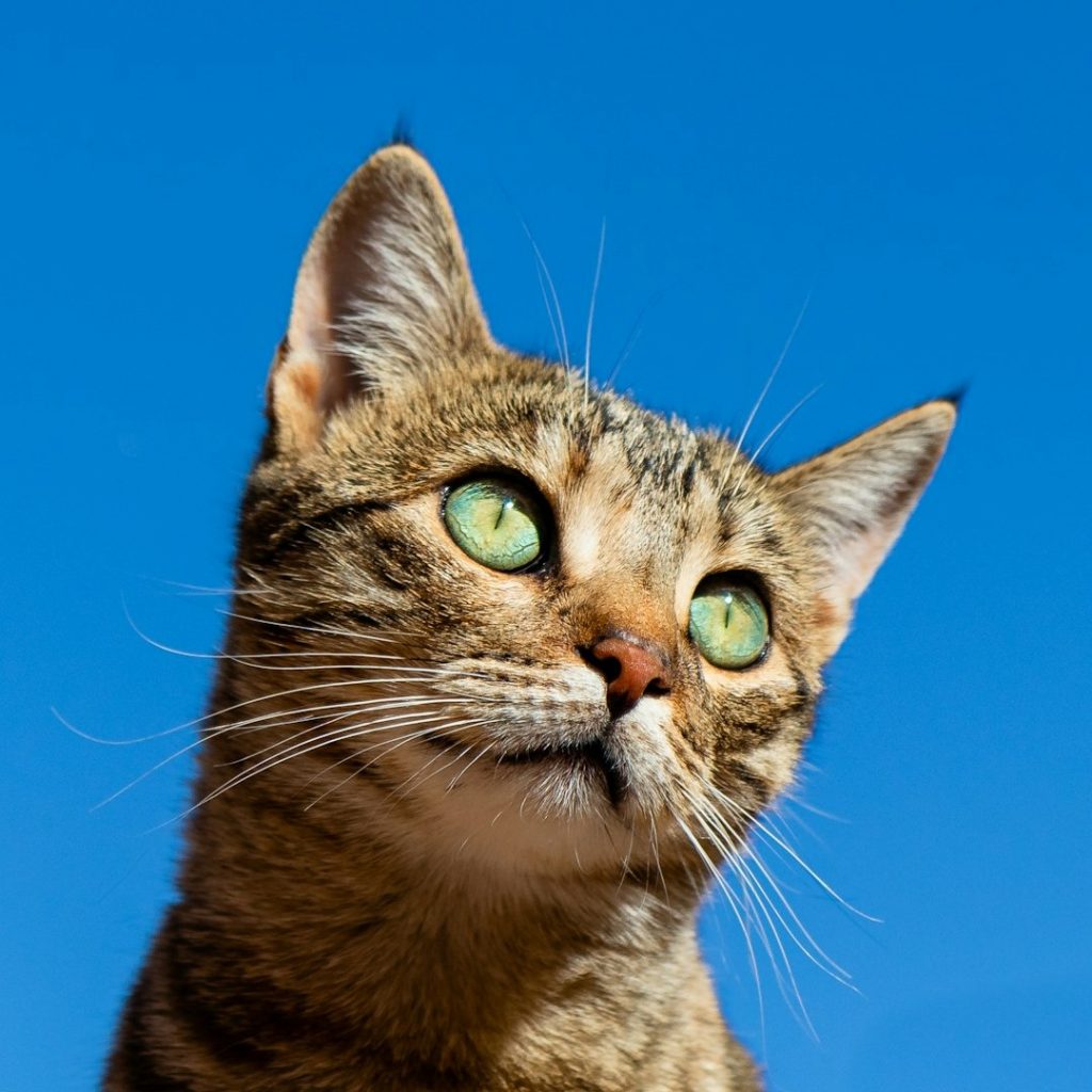 How to Improve Senior Cat Mobility with Diet and Exercise