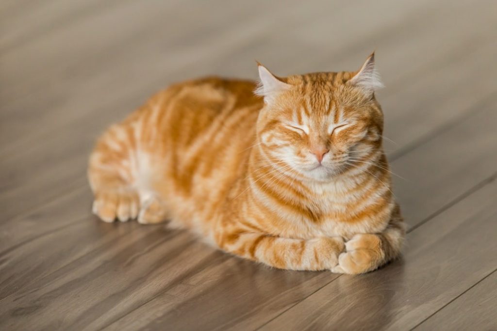 Senior Cat Care: Signs of Aging, Arthritis & Best Diet Tips