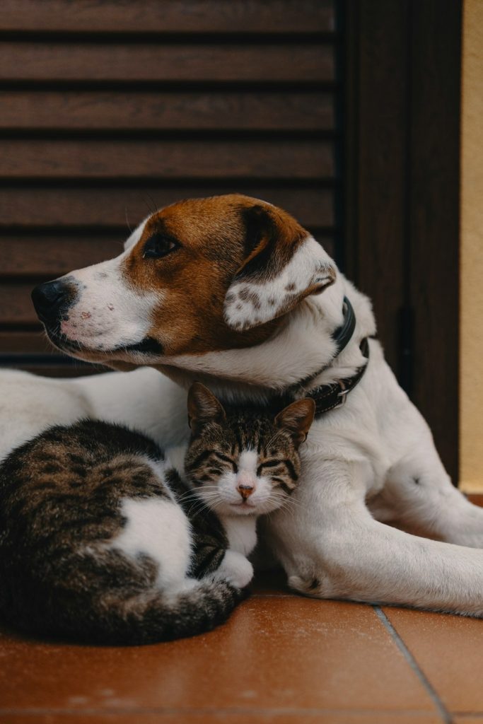 Effective Pain Relief for Senior Dogs & Cats with Mobility Issues