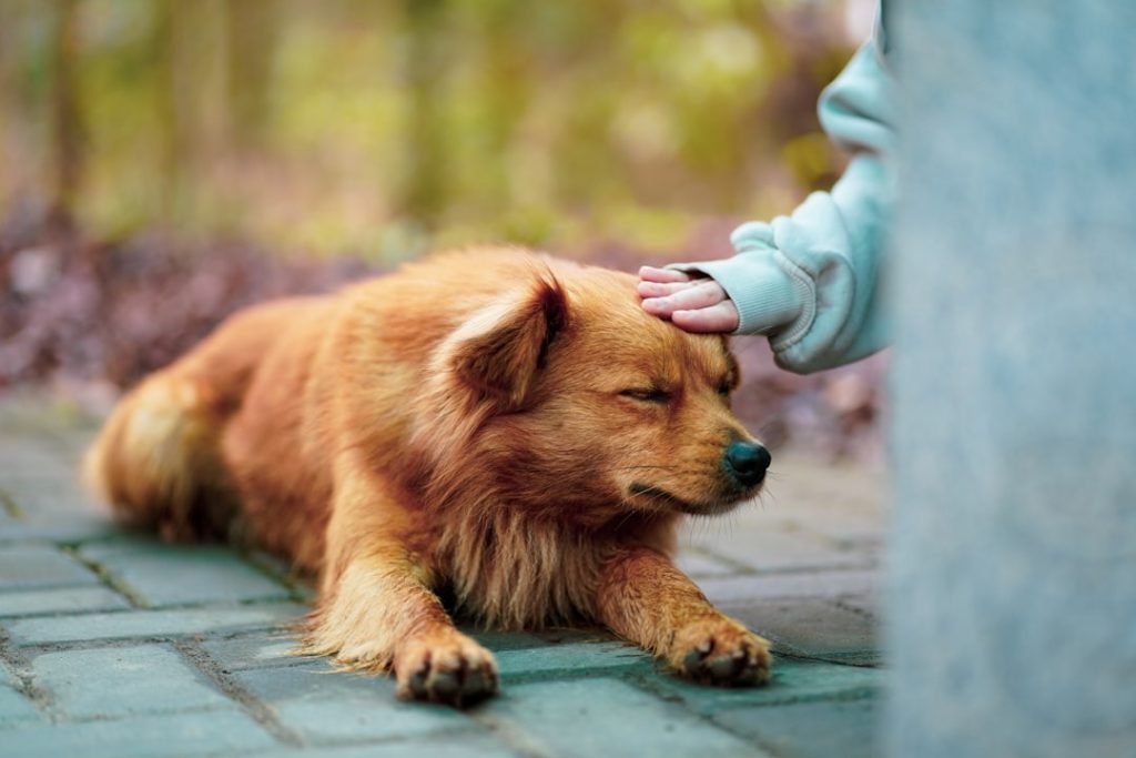 Senior Dogs: Health & Veterinary Care