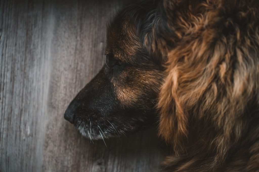 Senior Dogs: Health & Veterinary Care