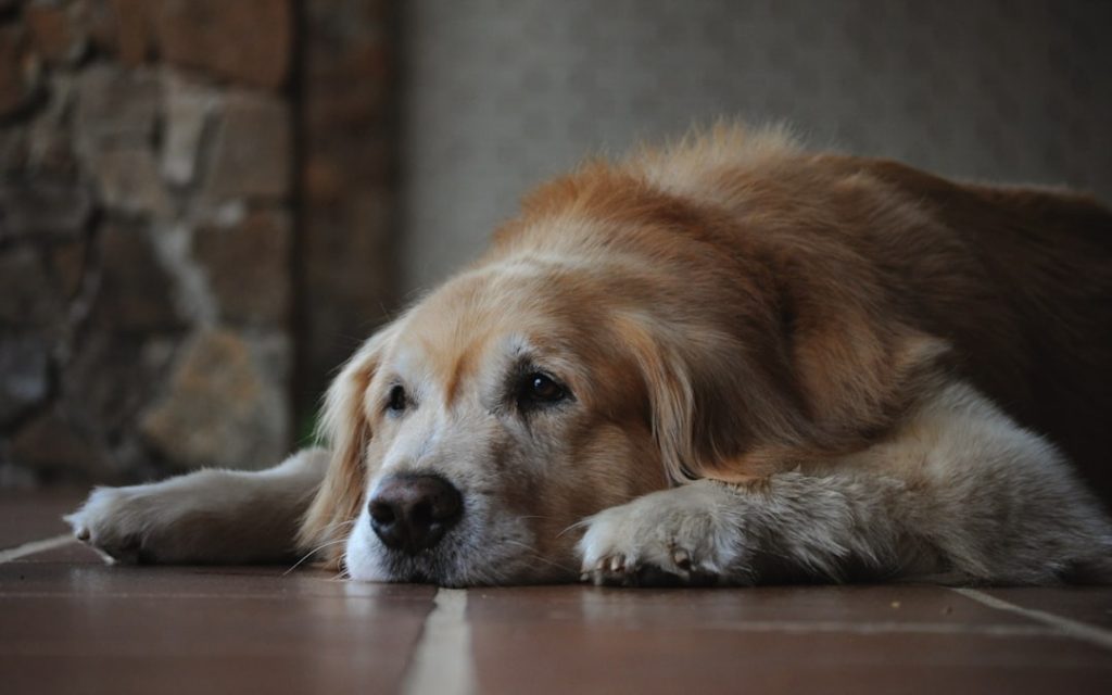 Senior Dogs: Pain Management & Aging Support