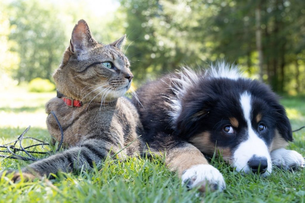 mental stimulation for senior pets with puzzle toys and games