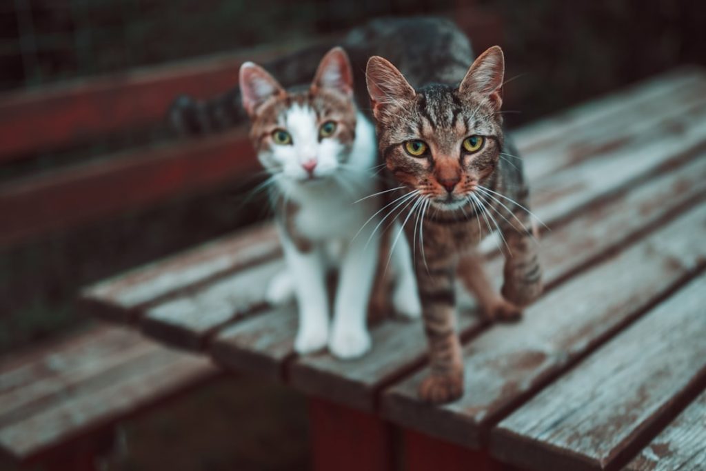 senior pet dementia and cognitive decline care with owner support