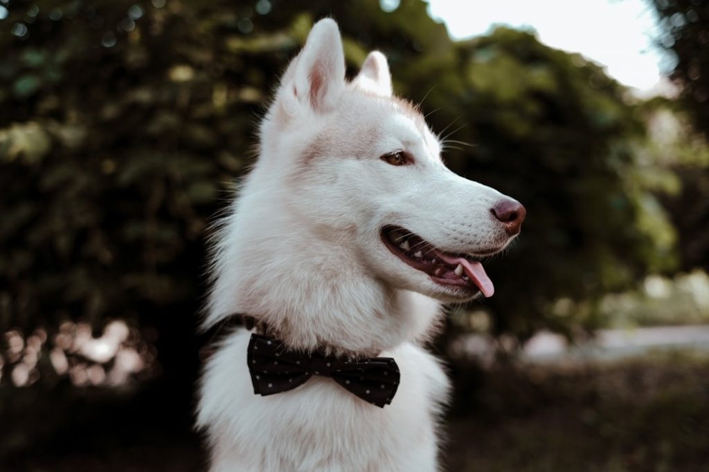 appetite and meal customization for picky senior pets eating at home