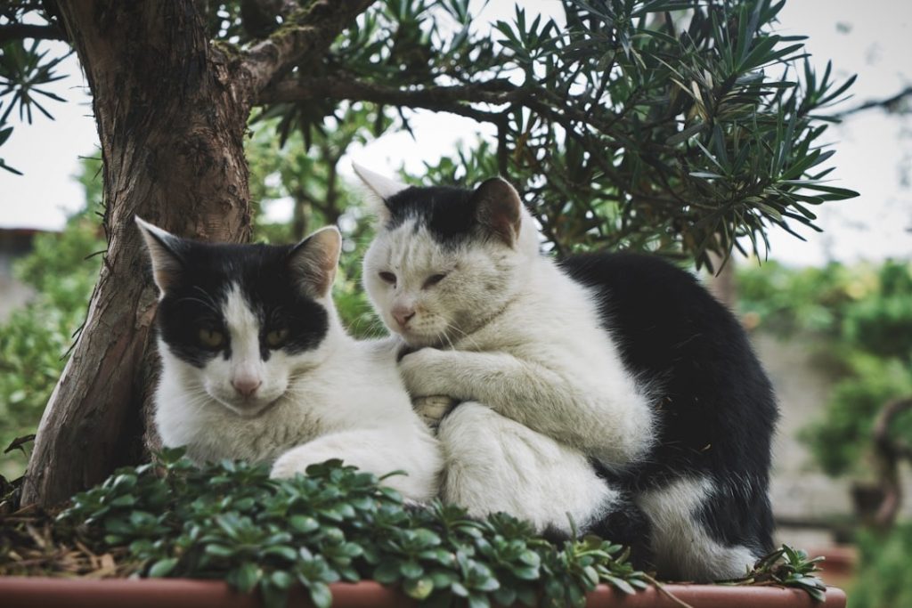 managing senior pet anxiety and sundowning with calming environment