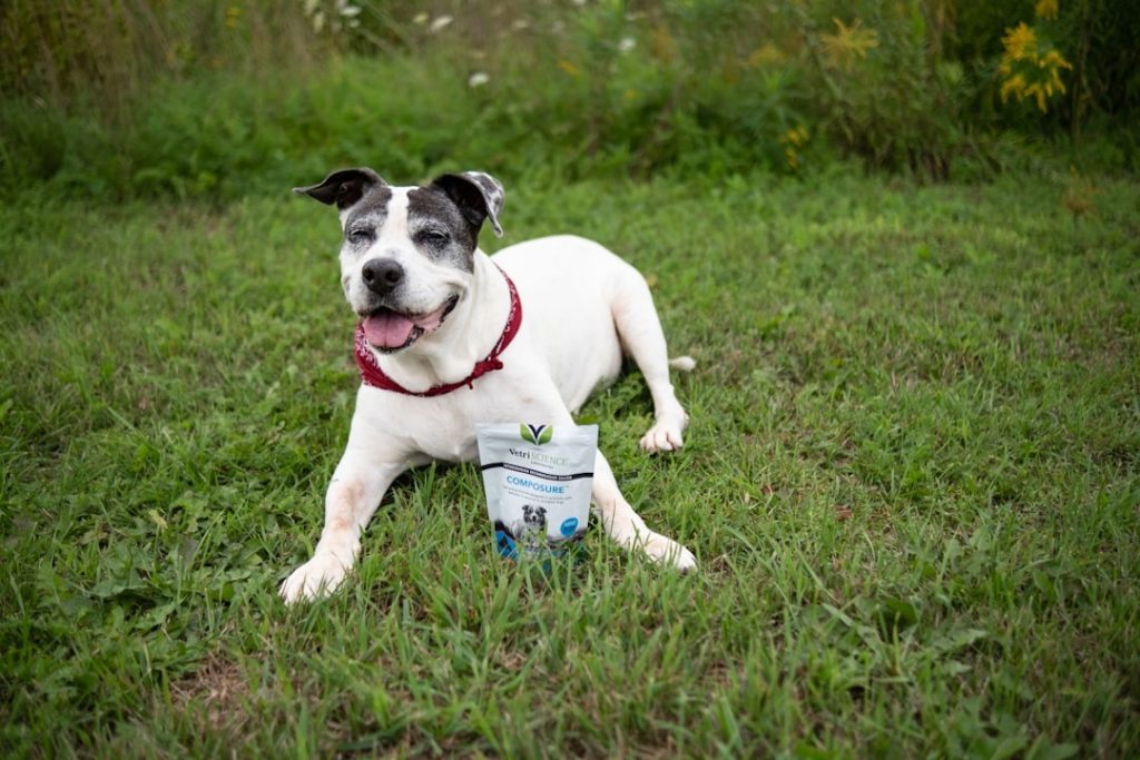future-proofing aging dogs with preventive care and insurance