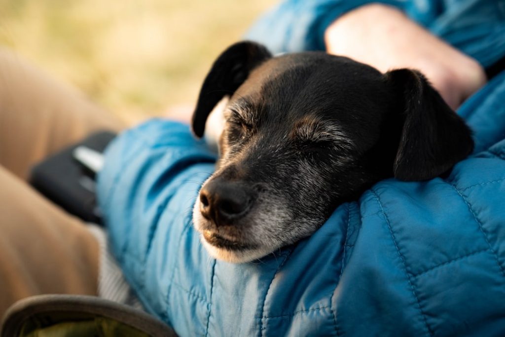 early signs your dog is getting old with senior dog resting peacefully