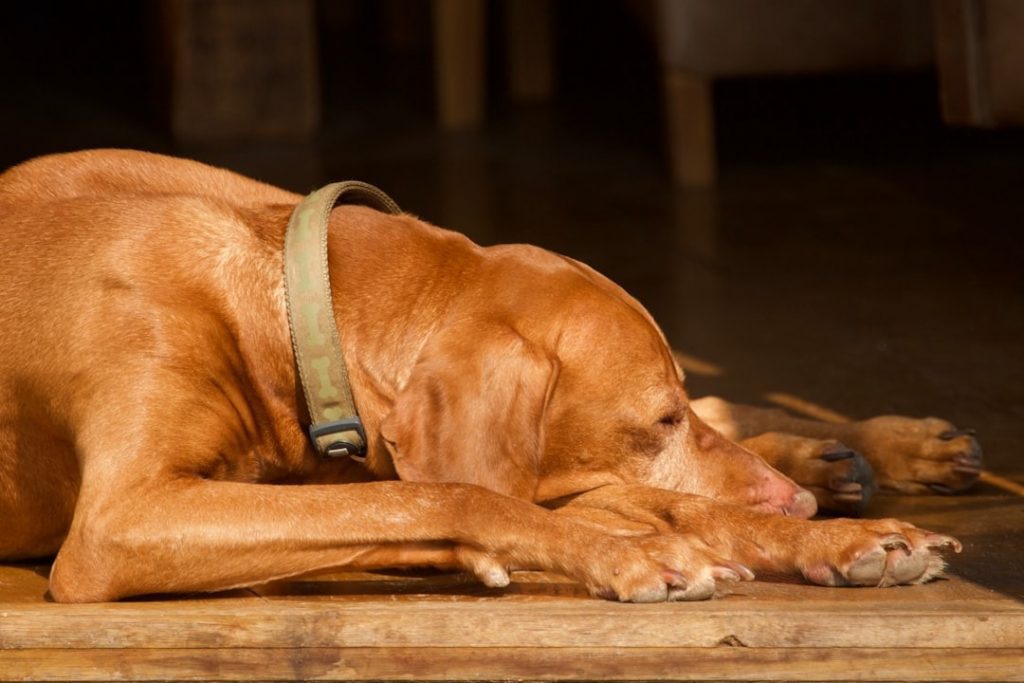 early signs your dog is getting old with senior dog resting peacefully