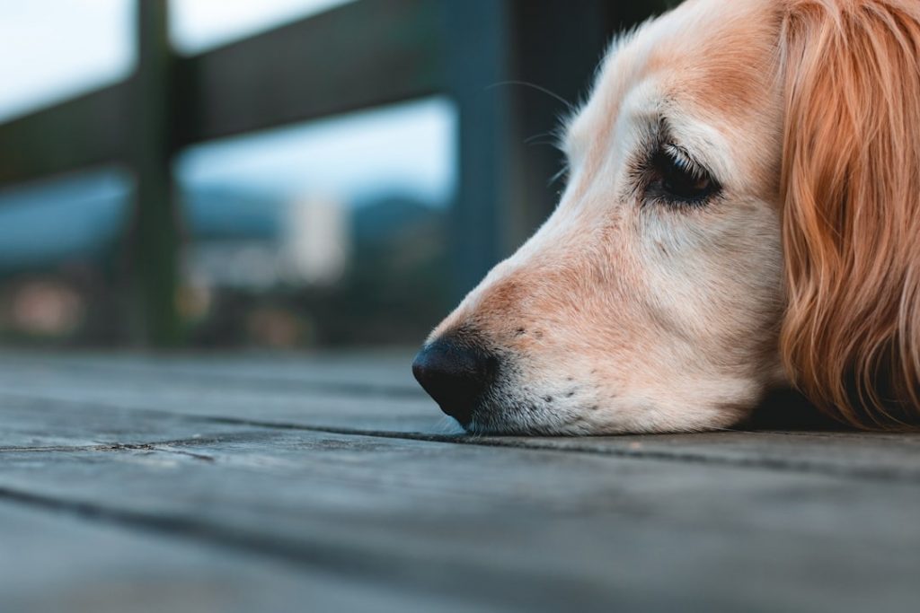 Hidden Health Hazards: 7 Silent Symptoms Your Senior Dog Doesn’t Want You To Miss