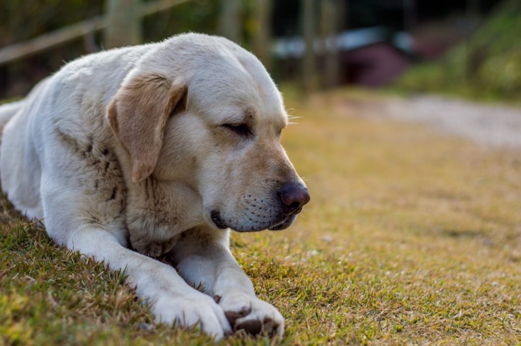 symptoms in older dogs you shouldn't ignore with vet consultation