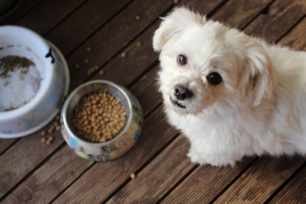 is homemade dog food healthier than commercial diets with fresh ingredients and happy dog