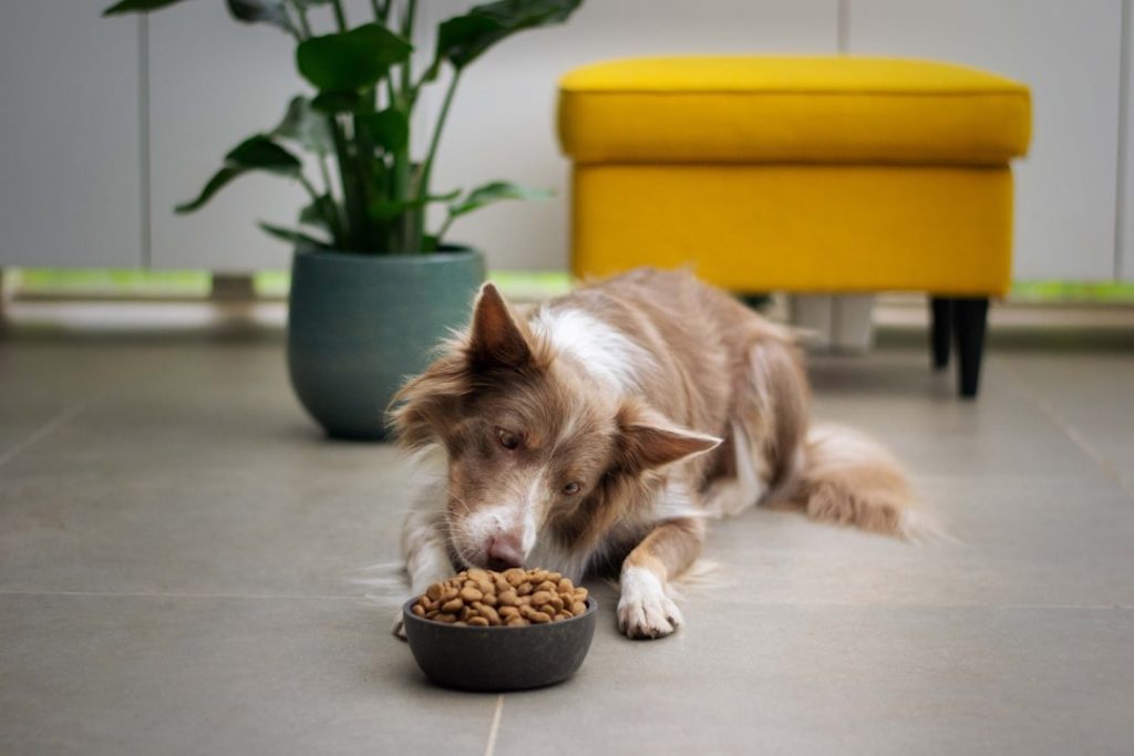 is homemade dog food healthier than commercial diets with fresh ingredients and happy dog